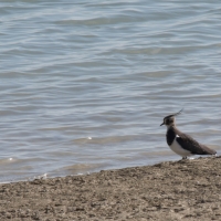 Lake Der-Chantecoq