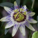 Passion flower