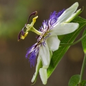 Passion flower