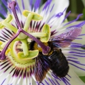 Passion flower and bee