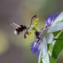 Passion flower and bee