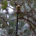 Saintes-Maries-de-La-er - Dragonfly
