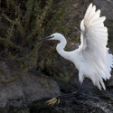 Saintes-Maries-de-La-Mer - Little Egret
