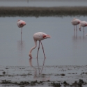 Saintes-Maries-de-La-Mer, Flamingos