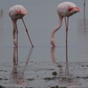 Saintes-Maries-de-La-Mer, Flamingos