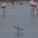 Saintes-Maries-de-La-Mer - Avocet