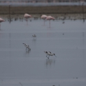 Saintes-Maries-de-La-Mer - Avocet