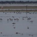 Saintes-Maries-de-La-Mer - Avocet