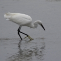 Saintes-Maries-de-La-Mer - Egret