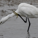 Saintes-Maries-de-La-Mer - Egret