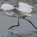 Saintes-Maries-de-La-Mer - Egret