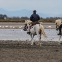 Saintes-Maries-de-La-Mer Camargue horses