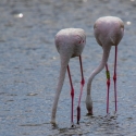Saintes-Maries-de-La-Mer Flamingos
