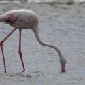 Saintes-Maries-de-La-Mer Flamingos