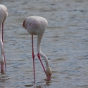 Saintes-Maries-de-La-Mer Flamingos