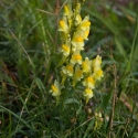 Yellow Toadflax