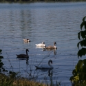 Cormoranche-sur-Saone - The river Saone