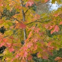 Luxémont-et-Villotte - Camping Nature hedge