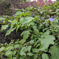 Lytes Cary Manor, Nicandra Physalodes