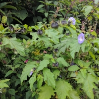 Lytes Cary Manor, Nicandra Physalodes