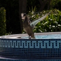 La Grande Mare hot tub and ducks