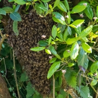 Swarm of bees at the campsite