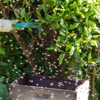 Swarm of bees at the campsite