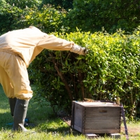 Swarm of bees at the campsite