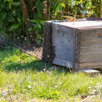 Swarm of bees at the campsite