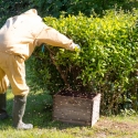 Swarm of bees at the campsite