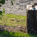 Swarm of bees at the campsite