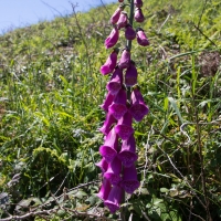 Foxglove on Herm