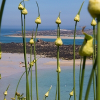 Herm island Shell beach