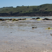 Herm island, Shell beach