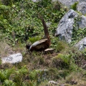 Pheasant with wind up tail feathers