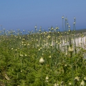 Herm island Shell beach