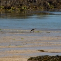 Herm island, Shell beach, Oyseter catcher