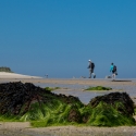 Herm island, Shell beach