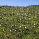 Herm island