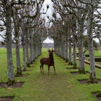 Mottisfont Gardens