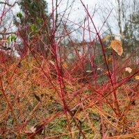 Mottisfont Gardens