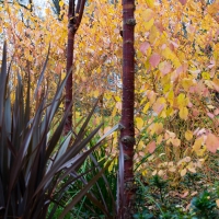 Mottisfont Gardens