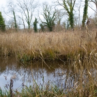 Mottisfont Wetland walk