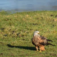 Red Kite