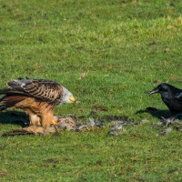 Red Kite