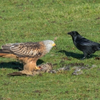 Red Kite