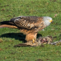 Red Kite