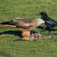 Red Kite