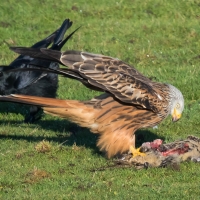 Red Kite