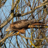 Red Kite